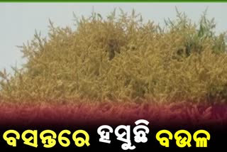 ସୁନେଲି ବଉଳର ସୁଗନ୍ଧରେ ମହକୁଛି କୋରାପୁଟ