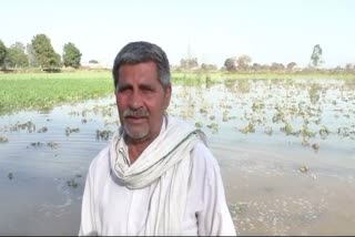 Sonipat: 40 acres of crop wasted due to canal breakdown