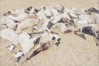 சாயல்குடி அருகே மின்சாரம் தாக்கி 50 செம்மறி ஆடுகள் பலி