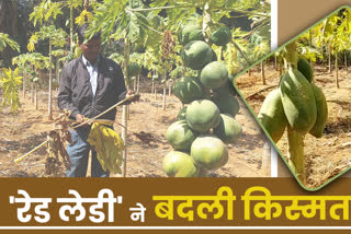 Farming of Red Lady Papaya in Senha Block of Lohardaga