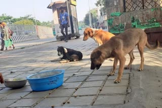 BBMP took actions to control street dogs problem