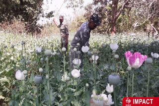 police-destroyed-illegal-opium-spread-over-20-acres-in-khunti