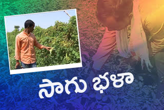 Organic Farmers Association in Adilabad District