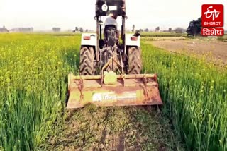 farmers destroying crops by tractors in haryana