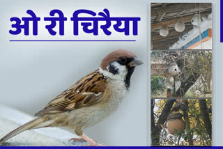 how to save sparrows