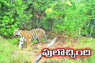 tiger commotion in Kumarambhim district