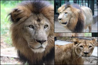 lions-arrived-in-belgavi-zoo