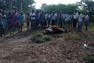 Farmer, cow killed by electric shock: Police investigation!