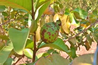 disease on guava fruit