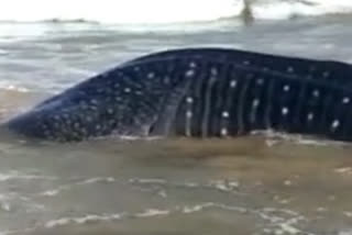 Rare blue whale shark spotted on Odisha coast