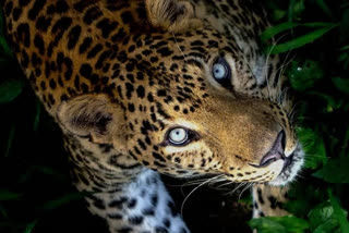 Leopard found dead in a well in Umaria Khitouli range