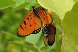 Butterfly Park