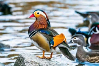 birds-theft-from-alipur-zoo