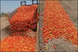 tomato prices