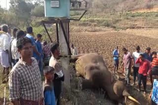 wild elephant dies due to electric shock