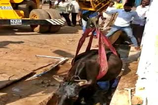 Publics rescued the cow in hubli