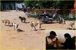 anti-rabies-vaccine-available-for-people-in-latehar