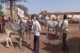 श्रीरामदेव पशु मेले में पशु प्रतियोगिताओं का आयोजन, Animal competitions organized at Sriramdev cattle fair