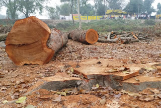 numerous-trees-are-being-cut-down-illegally-in-jalpaiguri