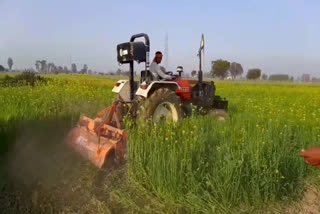 farmer tractor wheat crop kaithal