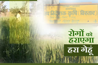 Green wheat cultivation in sikar, Farmers innovating leaving traditional farming, Sikar Farmers innovating farming