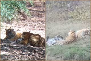 Tigress t8,  Ranthambore National Park Latest News