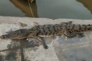 crocodile dead body found in krishna river at eelachetladibba krishna district