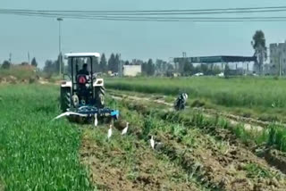 farmers destroy wheat crop jhajjar