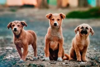 deadly-parvo-virus-spread-in-dogs-in-korba