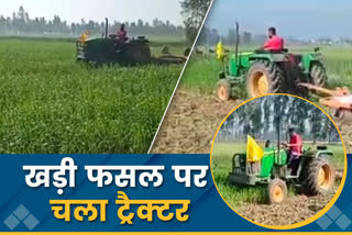 farmer-drive-tractor-on-standing-crop-in-kashipur-in-support-of-farmer-movement