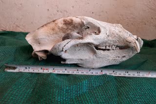 Tiger Skeleton in Mukundara Hills, Mukundra Tiger Reserve