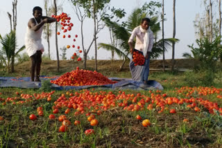 Tomato loss in Chitradurga