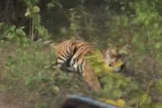WATCH: Tiger attacks tourists in Bandhavgarh Tiger reserve