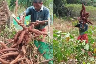 കപ്പ കർഷകർ  കപ്പയുടെ വിലയിടിഞ്ഞു  കപ്പ കർഷകർ ദുരിതത്തിൽ  മലപ്പുറത്തെ കപ്പ കൃഷി  കപ്പക്ക് വില കുറഞ്ഞു  toppiaco farmers in trouble  toppiaco farmers  toppiaco farmers at malappuram  malappuram toppiaco farmers