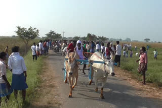 Cow racing at Vilathikulam