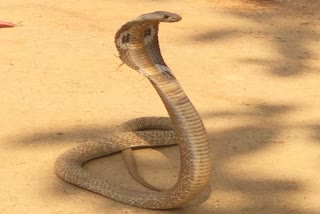 snake-hiding-at-guest-house-at-chamarajanagara