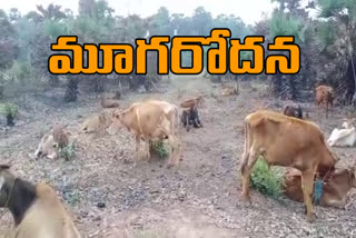 police stopped calves illegal transport in anandapuram