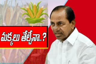 దిక్కుతోచని స్థితిలో మక్కల రైతులు... దిగజారుతున్న ధరలు