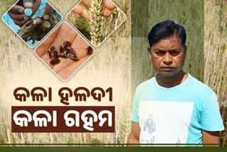 1st time black turmeric and black wheat farming in sambalpur,odisha