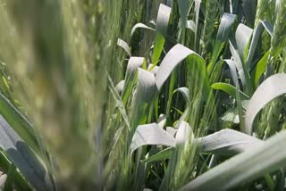 Faridabad: Elderly will take command of the farmers movement