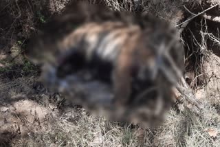Dead tiger found