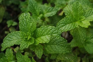 health benefits of mint