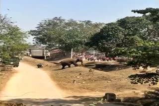 Elephants killed 2 people