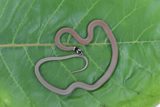 Krishnashirsha Rare snake