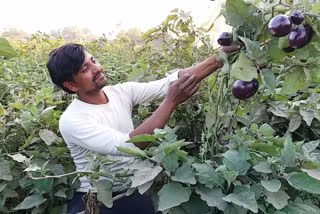 brinjal farming in lucknow