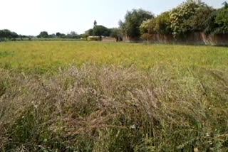 farmers crops are drying up due to rising temperatures in hamirpur