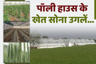 Latest news of dausa, Rajasthan Poly House Agriculture, Dausa Poly House Farming