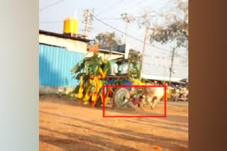 A young man Escaped from the wheel of an ox cart