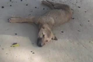 पार्वो वायरस से कुत्तों की मौत