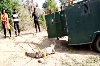 Rajasthan News,  crocodile entered in field in Sawai Madhopur